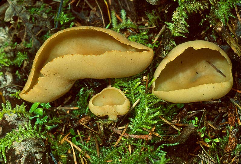 Peziza echinispora